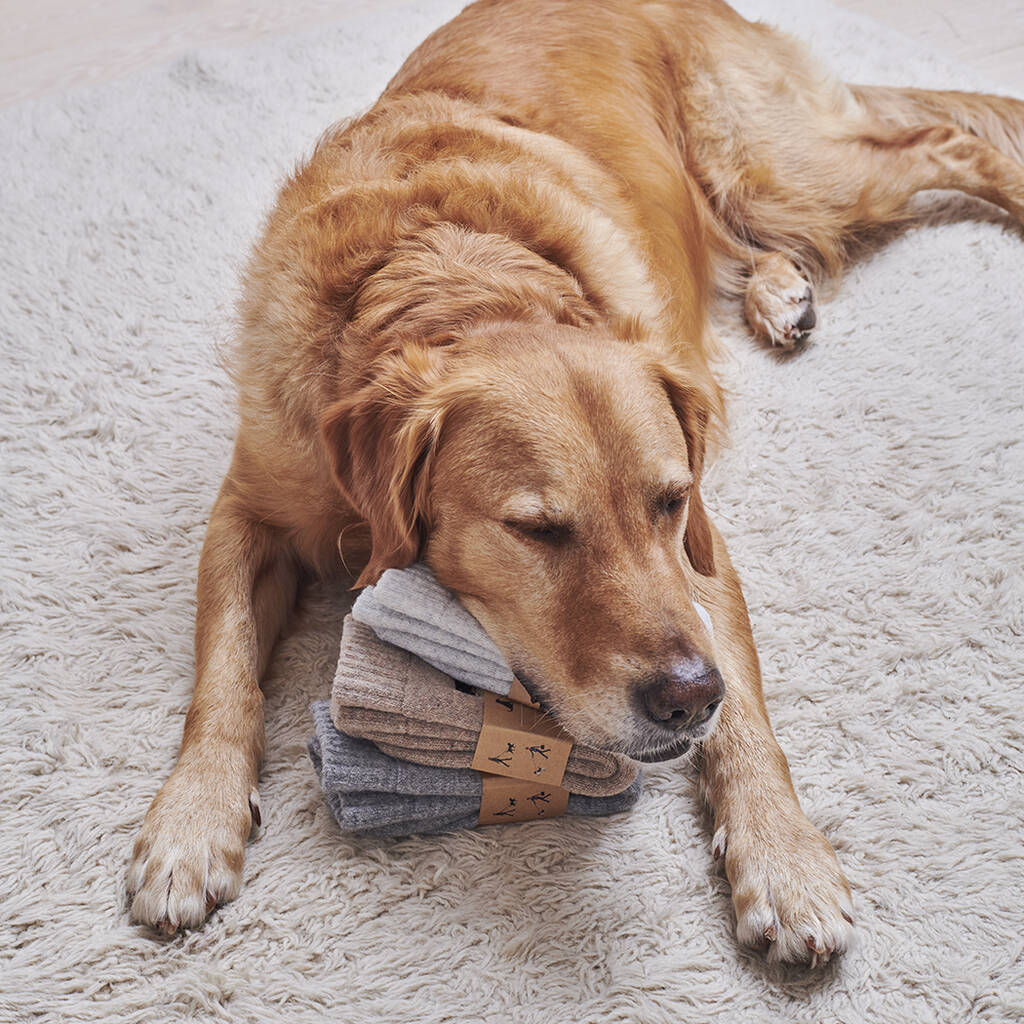 Gifts for Dogs & Dog Lovers