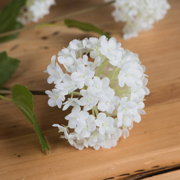 Viburnum Opulus Flower Stem