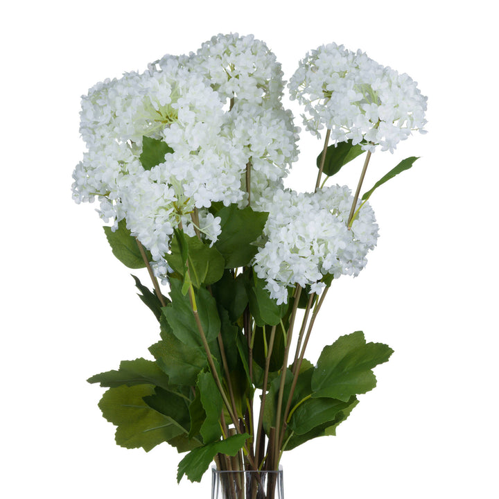 Viburnum Opulus Flower Stem