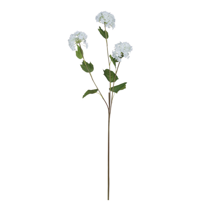 Viburnum Opulus Flower Stem