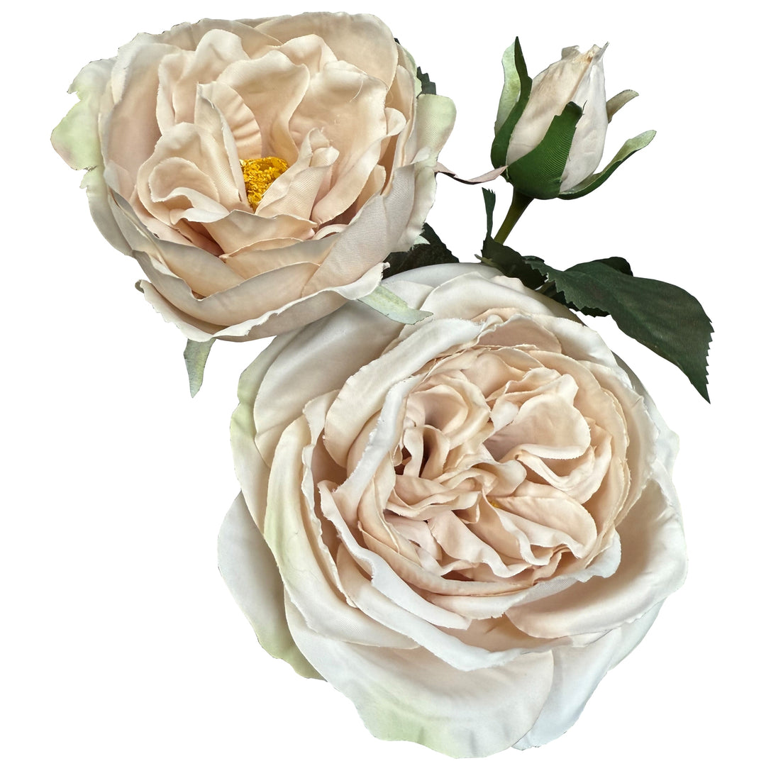 Palest Blush Charity Rose