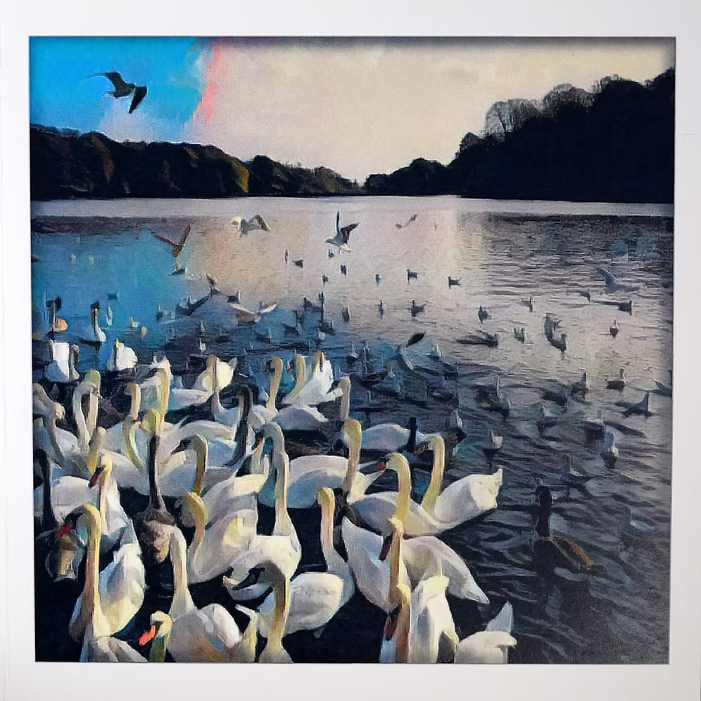 Wendy Jones-Blackett Pretty as a Picture Swans greeting card with elegant swan illustration, from Cornucopia Worcester.