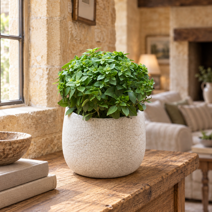 Garden Trading Ravello White Crackle Glaze Ceramic Plant Pot - 15.5cm