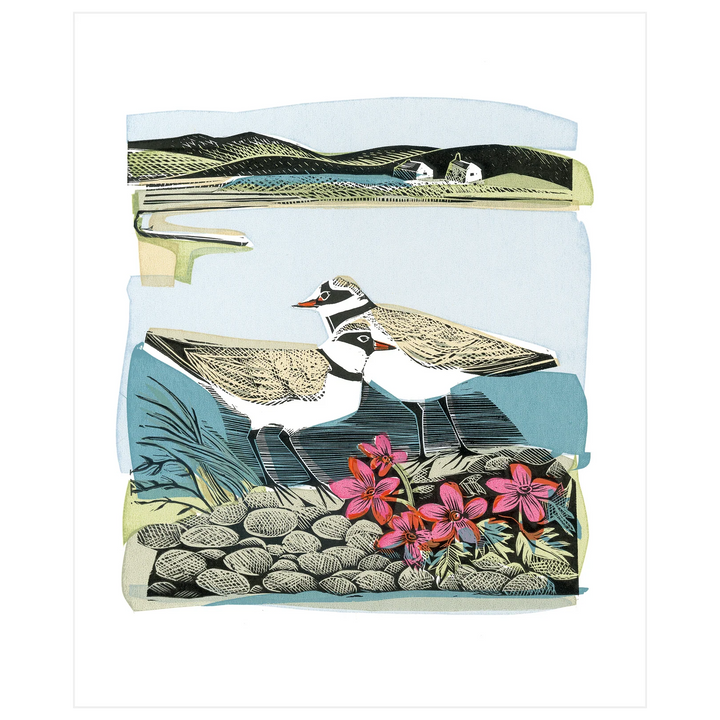 Plovers &amp; Orkney Pinks Art Card
