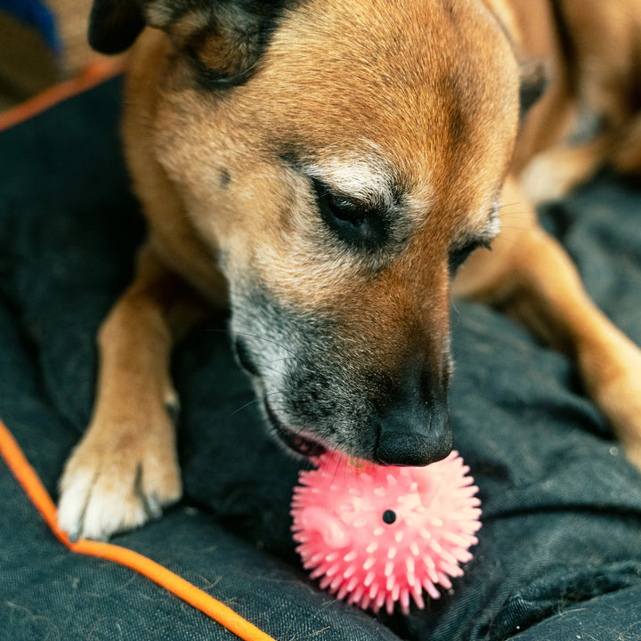 Kikkerland Piggy Dog Ball in vibrant pink with a playful pig design, suitable for pet play and outdoor fun.