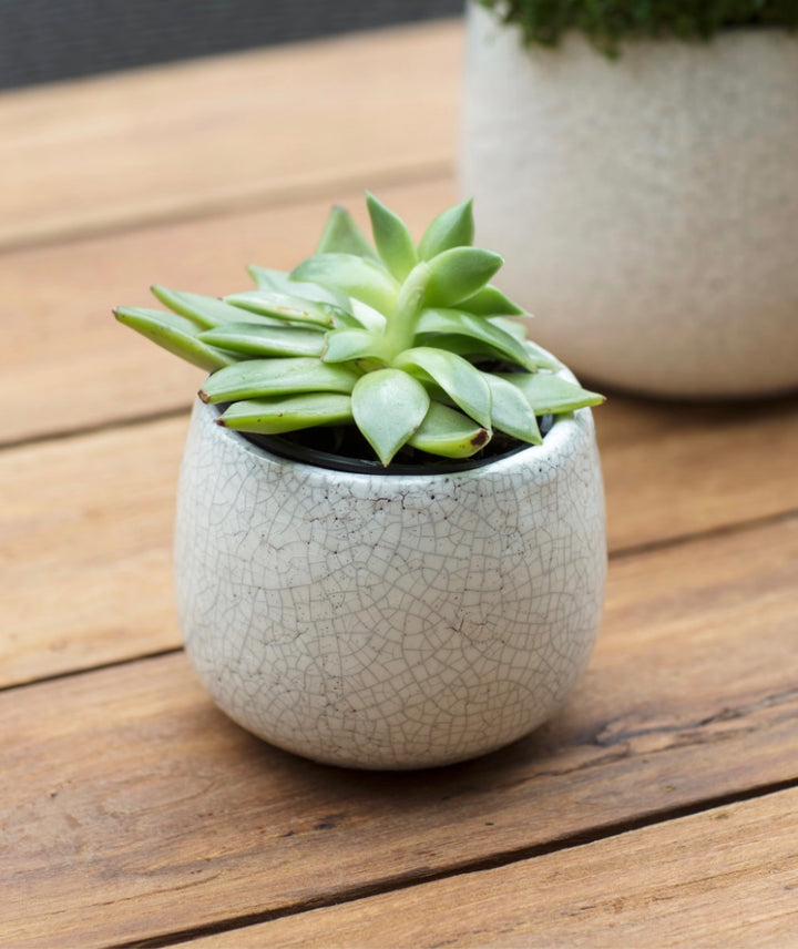 White Ravello Pot by Garden Trading, 11.5cm ceramic planter with a smooth finish, perfect for indoor or outdoor plants.