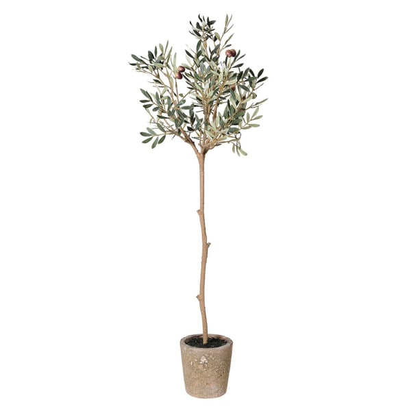 Olive Tree in Pot