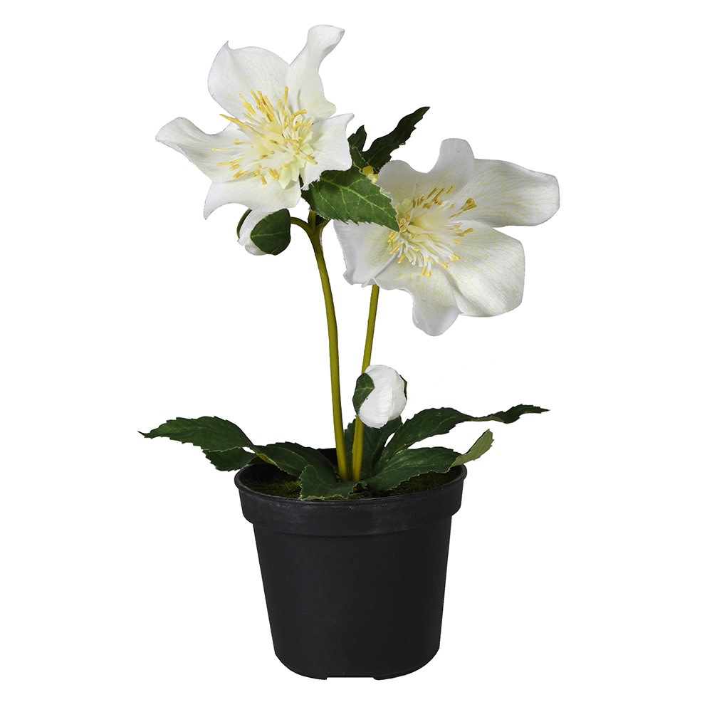 Faux Hellebore plant in a pot from Coach House Christmas collection by Cornucopia Home and Gift, perfect for holiday decor.