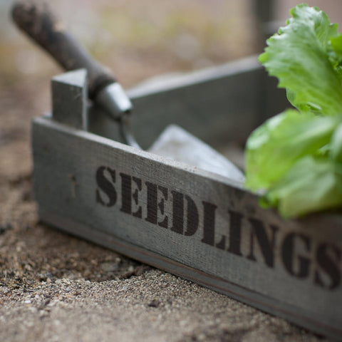 A wooden seedlings tray from Garden Trading by Cornucopia Home and Gift, ideal for starting garden plants.