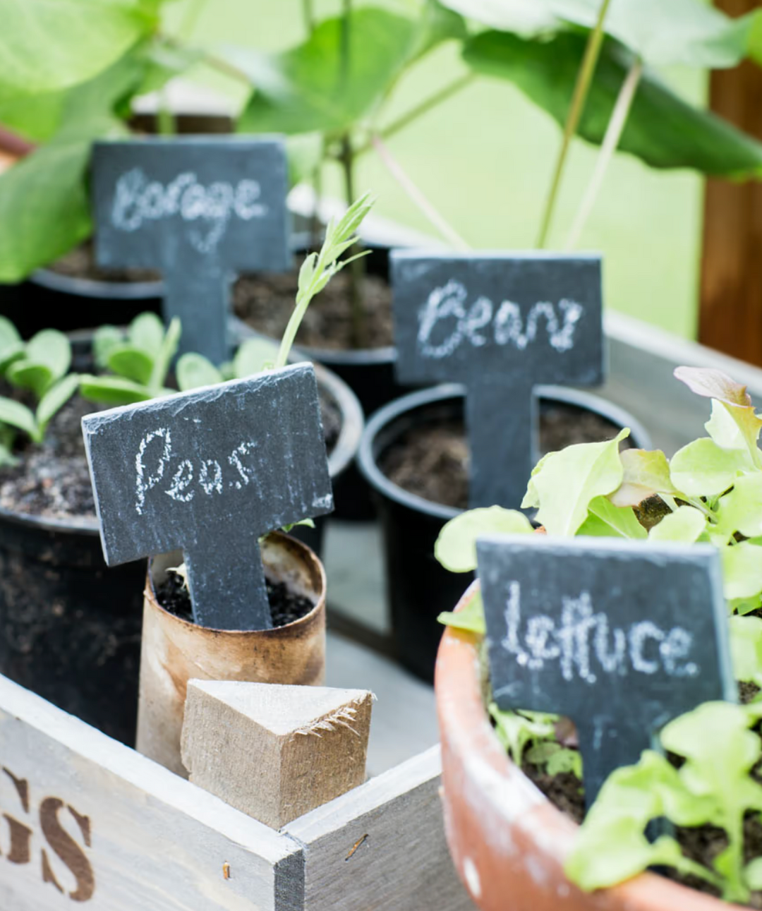 Six garden slate greenhouse tags from Garden Trading by Cornucopia Home and Gift, featuring natural slate with engraved lettering.