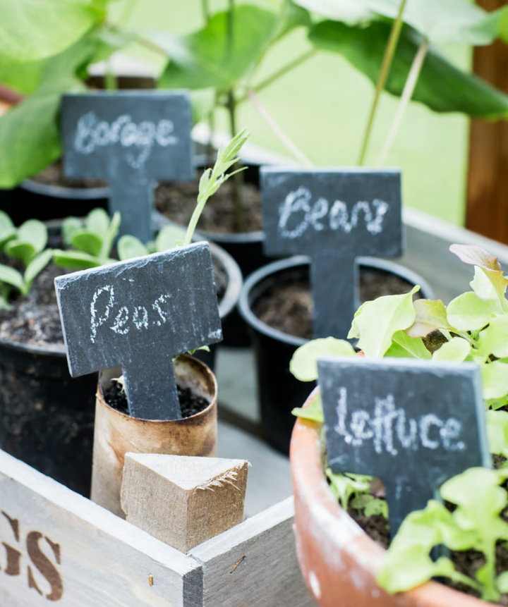 Six garden slate greenhouse tags from Garden Trading by Cornucopia Home and Gift, featuring natural slate with engraved lettering.