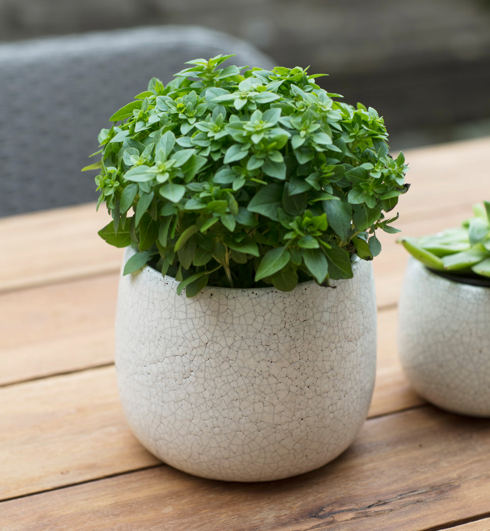 White Ravello Pot, 15.5cm garden planter by Garden Trading, designed by Cornucopia Home and Gift for stylish outdoor decor.