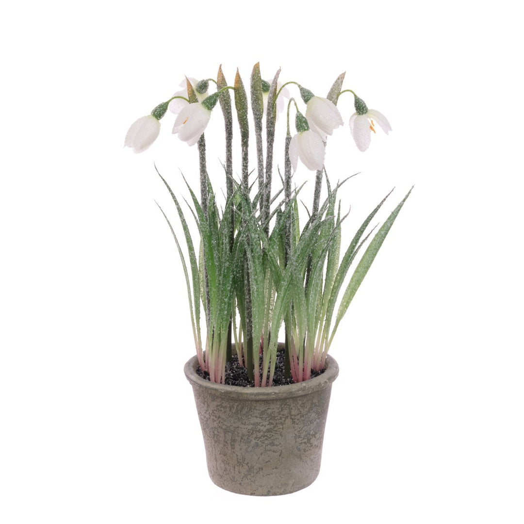 Frosted Snowdrops in Pot 27cm