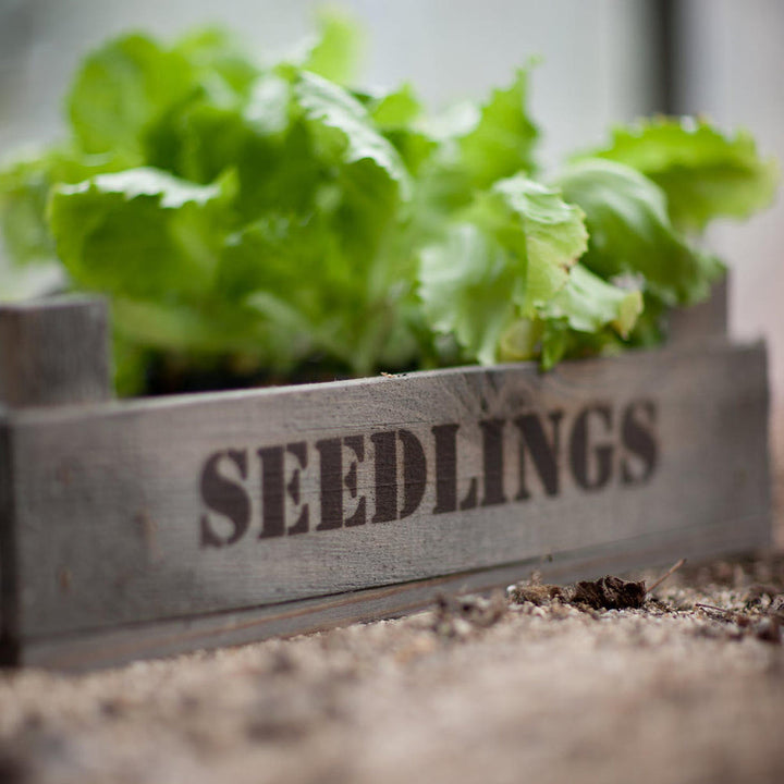 Cornucopia Home and Gift Aldsworth Wooden Seedlings Tray for gardening with multiple compartments for young plant seedlings.