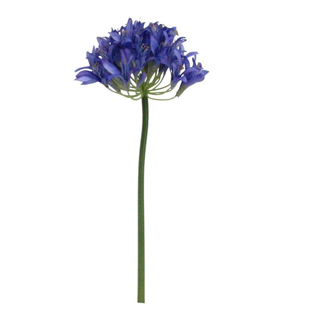 Purple Agapanthus stem by Gisela Graham featuring vibrant purple flowers, suitable for floral arrangements and home decor.
