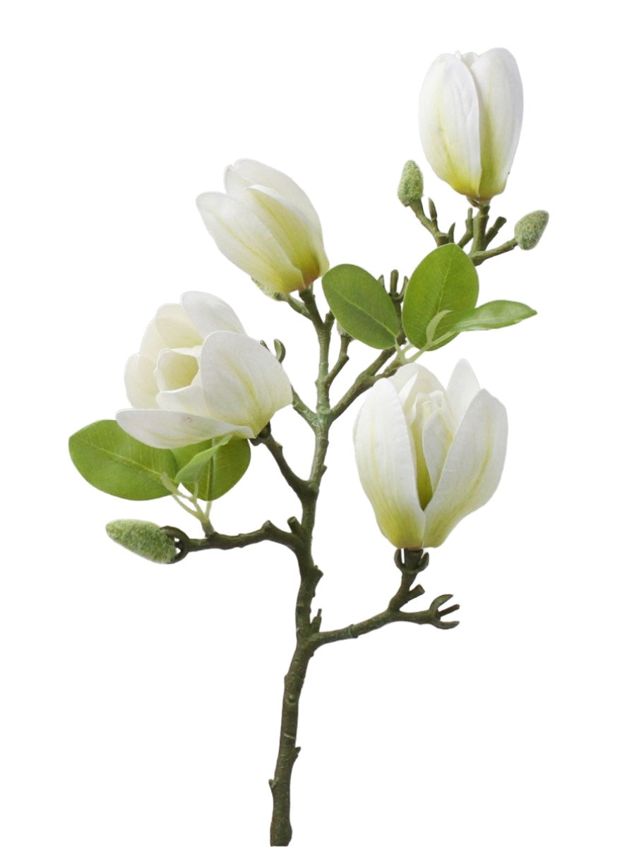 White Magnolia Branch by Gisela Graham featuring delicate white magnolia blossoms on a natural branch.