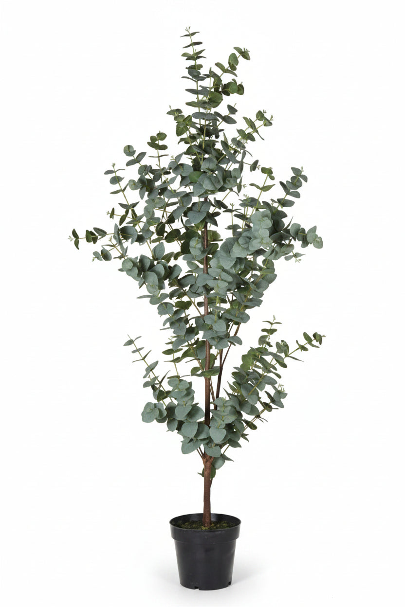 Potted eucalyptus plant on a white background